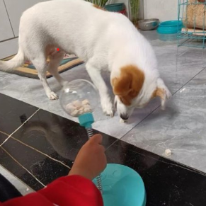 A white dog with light brown ears is drinking water from a clear plastic bottle being held by a person in a red sleeve, on a dark tiled floor.