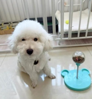 A small fluffy white dog sits on a light-colored floor next to a blue pet toy with a clear ball on a stand.